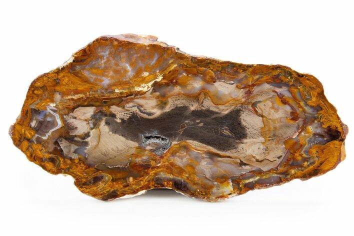 Polished Petrified Wood Slab - Grassy Mountain, Oregon #302902